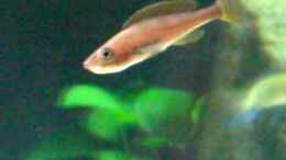 Video Cyprichromis leptosoma "blue flash" von Andi*Sehlde (Y-HBEm_mLII)