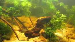 Video Westafrika Becken von okefenokee (Y0GA5RqQzU8)