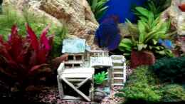 Video 240 Liter Aquarium von ehemaliger User (YCapyGC8KRw)