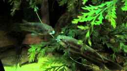 Video Betta Ocellata am imponieren! von ehemaliger User (YKEfuacKqwQ)