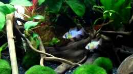 Video Microgeophagus ramirezi von shiru_k10 (YMjeOvRhO2o)