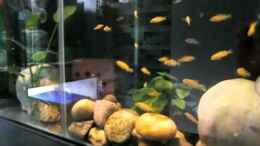 Video meine Aufzuchtanlage von Malawi TOM (YNcDfsxs55M)