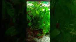 Video Dornaugen haben Spaß.. von odin 68 (YRcb8lLMXCc)