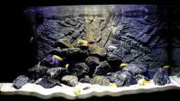 Video Malawi Mbuna 330l von Max V. (YVAqcMffXhU)