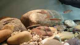 Video North American biotop   von Aqua fan (YW5tRSOIO-A)