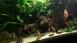 Video Prachtschmerlentank von wandervogel (Ya3dozo72Zk)