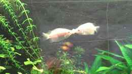 Video Küssende Guramis I von Babsi Aud (YaPLRv2FdSI)