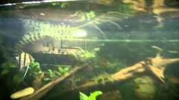 Video Premiere: Freischwimmender Skalar-Nachwuchs. - Video von einrichtungsbeispiele.de von Ba Bu (Ybex0HLhuTA)