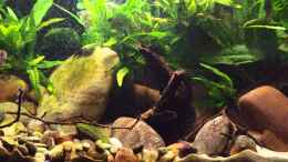 Video Sewellia lineolata von Nico NK (YcfqcHldGtc)