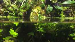 Video Beilbäuche von Botia (YdgHZqEkLO8)