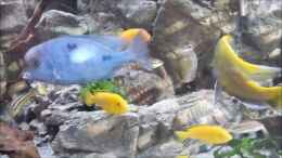 Video Malawi african sea or "Der Mühe Lohn" von Thomas u. Gabriele P. (Yn2RQD0eE08)