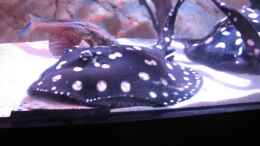 Video Abschied.... von Leo-FAN (YnBCMUTPlXc)