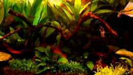 Video Aquarium 60Liter von Noreia (Z1033kgJnrI)