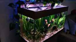 Video Sumatra asks for party von djoser (ZWNPwJAG2uQ)