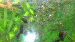 Video Reinigungstruppe von @mazonas (ZWd1_DxY6xY)