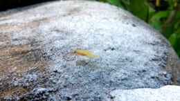 Video Mini-Leleupi von axolotl (ZWubUJ3_kjQ)