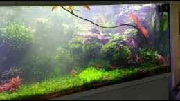 Video Erstes Ausforsten im Becken von Christian Roger Rohrer (Zcj1SZ-lSQ4)