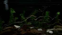 Video Abenddämmerung bei den Stichlingen von herkla (ZenKqmv_kyg)