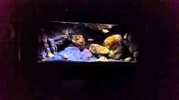 Video Zeitraffer Video zu meinem Malawi Becken. - Video von einrichtungsbeispiele.de von marxbre (Zf-WbfphkcE)