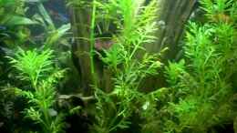 Video MULTIKULTI von Bazzi (ZxUcsOg9LnU)