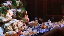 Video Tanganjika Aquarium 2.0 von similis (Zy_ROQFC5JY)