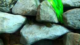 Video Tanganjika Eretmodus von Lars Schnabel (_-qroIU3bio)