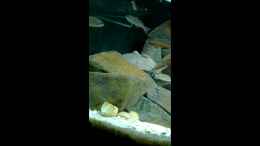 Video Paracyprichromis nigripinnis paarung von ehemaliger User (_0--IDRo6Xk)