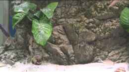 Video Tanganjika 990 Liter von Michael Walther (_0vxXREYJkI)