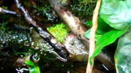 Video #Course of a Stream# Teil 4 von ehemaliger User (_Iz7gBQdvsA)