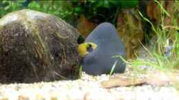 Video Balz A. nijenssi von Acki50 (_MA3sgZyG_0)