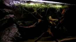 Video Procambarus Clarkii von Northernlights (_ReAvqjLlJY)