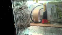 Video E. dageti monroviae Nachwuchs von Patrick Scheffer (_ZLUGG9Ba2s)