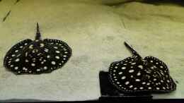 Video Leopoldi BD/Henlei     von Bernd N. (_f4TroXumv0)