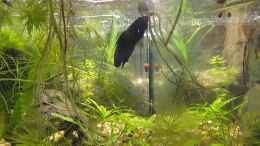 Video Kampffisch Weibchen (?) baut Schaumnest von okefenokee (_hDYcVSWbsA)