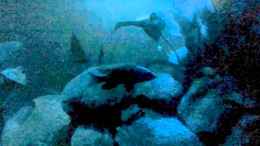 Video Stille Wasser sind tief von Gregor Sonnenberg (_kGCDFLhW5I)