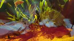 Video Makropoden im paludarium  von Aqua fan (_pdm6WoOKp4)