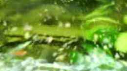 Video meine fische von vico96 (_tG_C1U2OH8)