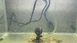 Video Artemia von Raven887 (a34O_Qk_Dkg)