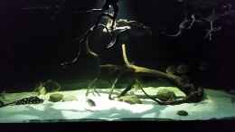 Video Leopoldi BD/Henlei     von Bernd N. (a3JekGkr4qM)