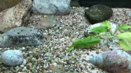 Video Tanganjikasee - Jungfische überall von Helga Kury (aNI4D1FZjG0)