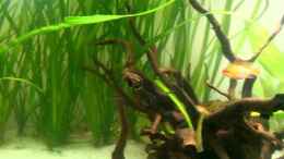 Video Ramirezi von Fabian Ber (aOKSwaXTGKg)