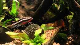 Video Meine erste Nachzucht von Detlef Peter (acon6klm1s8)