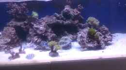 Video Meerwasseraquarium von David F. (agdIBWc6IO8)
