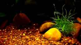 Video little dark african 2 von die Perle... (aggnJIK_vbg)