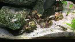 Video Kinderstube Julidochromis regani von Steffi66 (aofoAjQtpYg)
