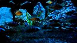 Video Video von Einrichtungsbeispiele.de von die Perle... (b-dfAFQ7n-w)