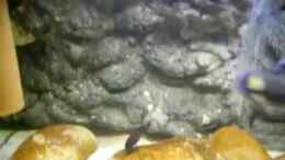 Video Tropheus Tank 450 Liter von ehemaliger User (b8baJ4qfNnI)