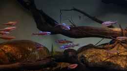 Video Regenbogenelritzen in Pracht  von Aqua fan (b8r-VmyULqw)