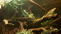 Video Mit neuen pflanzen von ehemaliger User (bA7__lEm9J0)