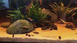 Video #Riparium #Rivarium #Selaginella lineolata #Cobitis Taiwan von Junglist (bEDSxtR_y_4)